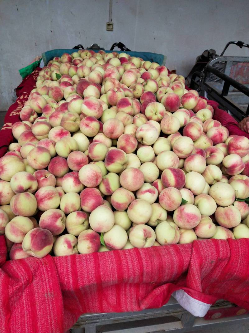 枣红不软蜜桃最佳口感大放送