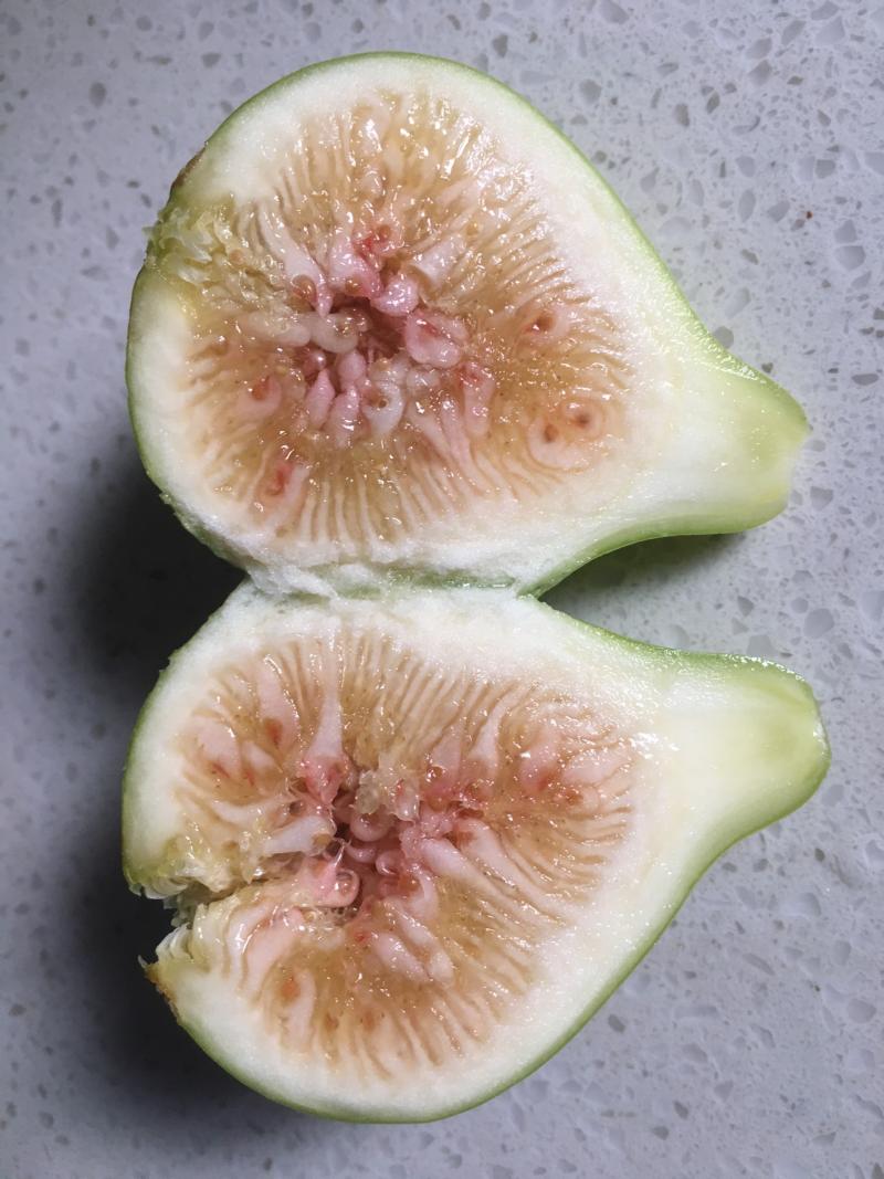 路易斯.杰克 - 无花果论坛 - 水果邦农人之家论坛