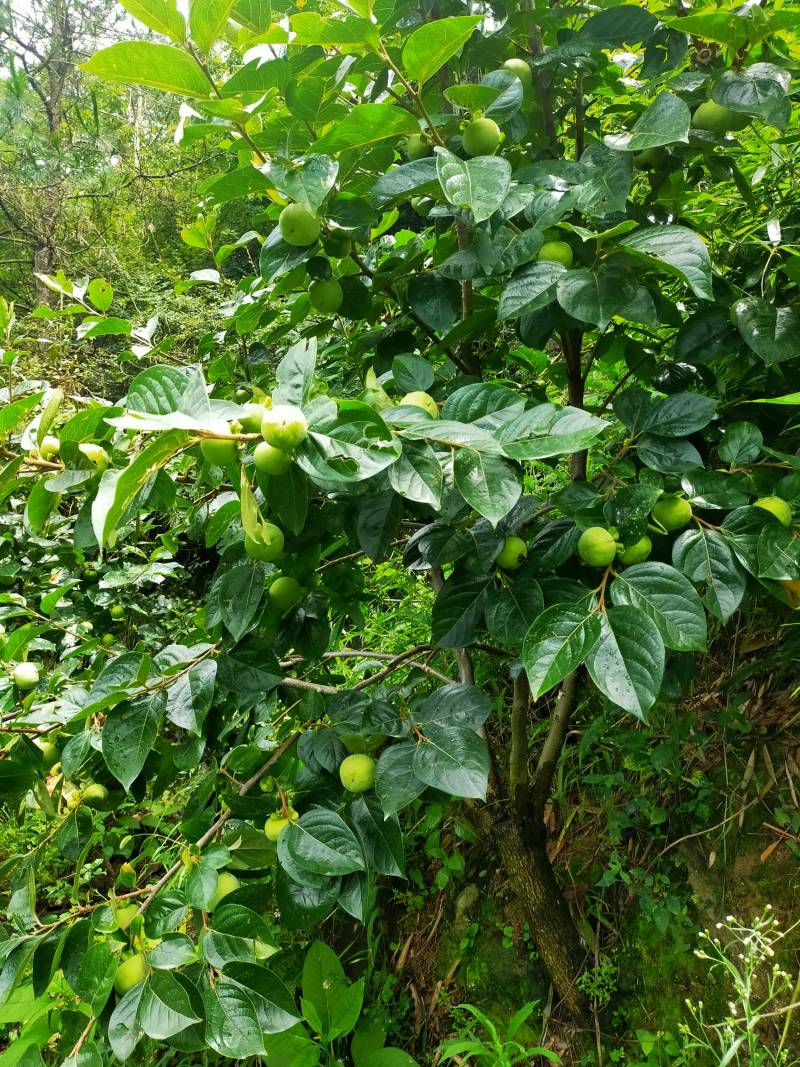山上野柿嫁接太秋完美挂果
