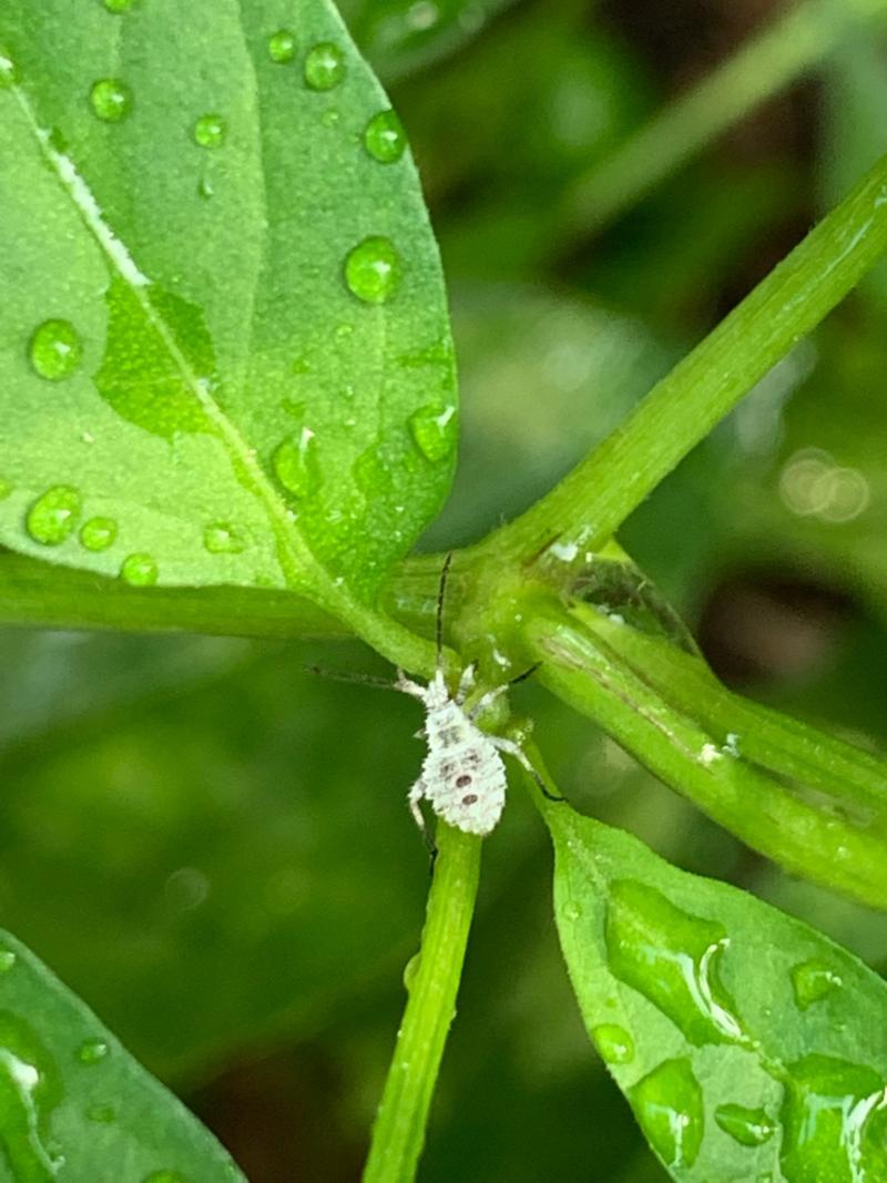 辣椒上年年有这虫子,不知道用什么药能根除,谢谢!