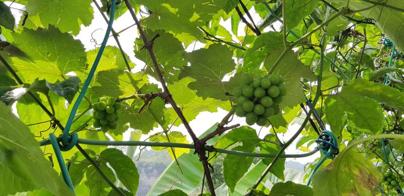 论坛 69 ≡北方果树区≡ 69 葡萄论坛 69 是不是水晶葡萄