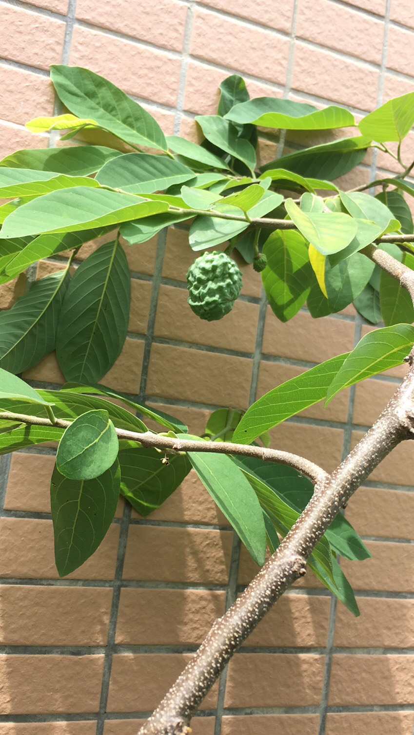 盆栽释迦果开花图片图片