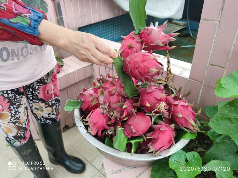 班门弄斧跟着帮友学做架子给老妈的火龙果做了一个架子