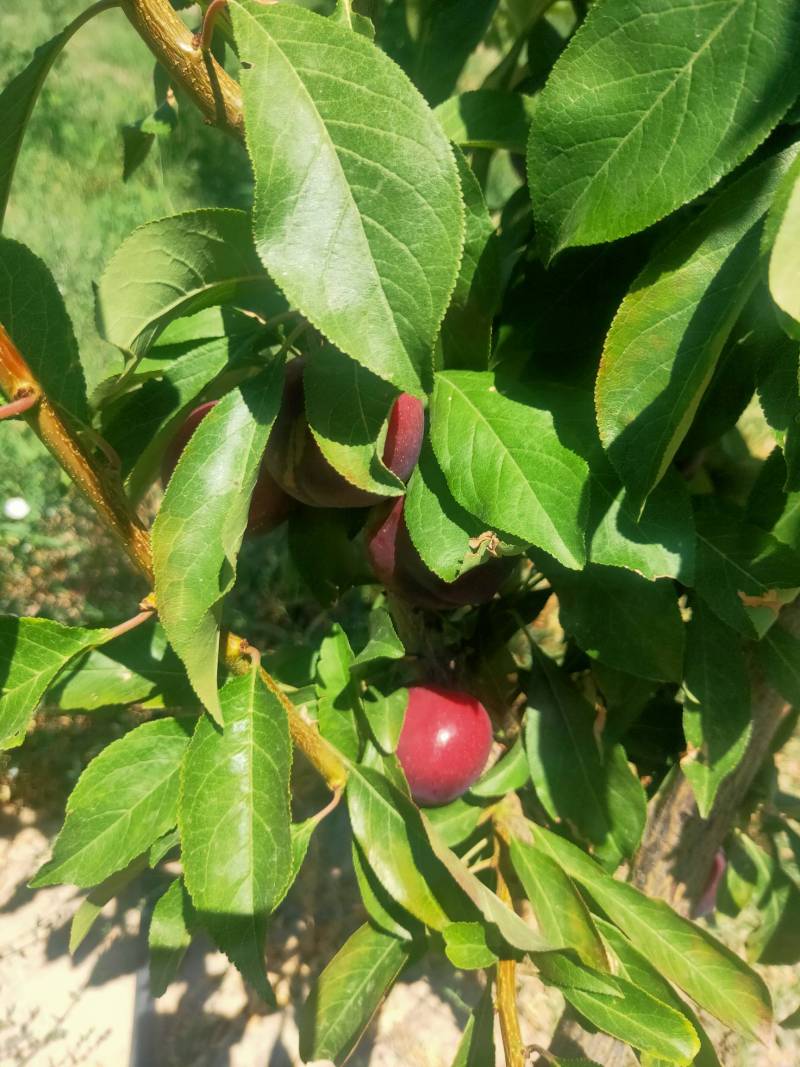 我的韩国樱桃李上色太漂亮了