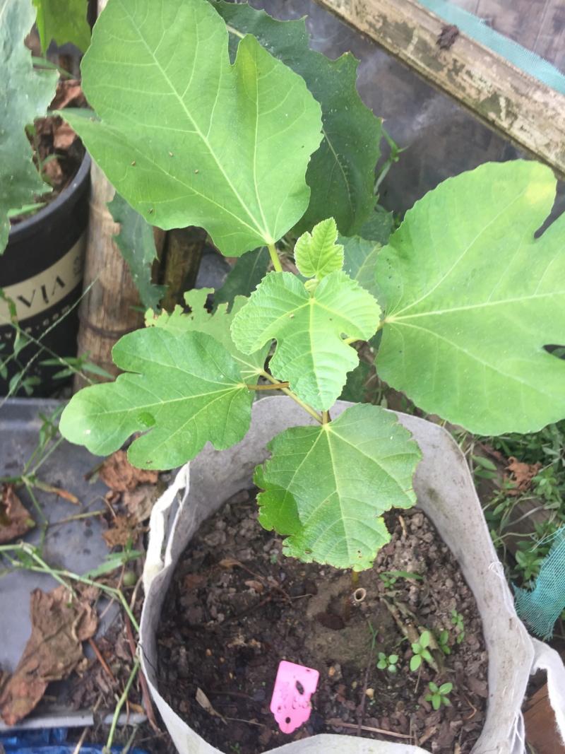 谁能看出来这是啥品种啊,叶子不太裂,扦插了五十颗就剩两颗了.