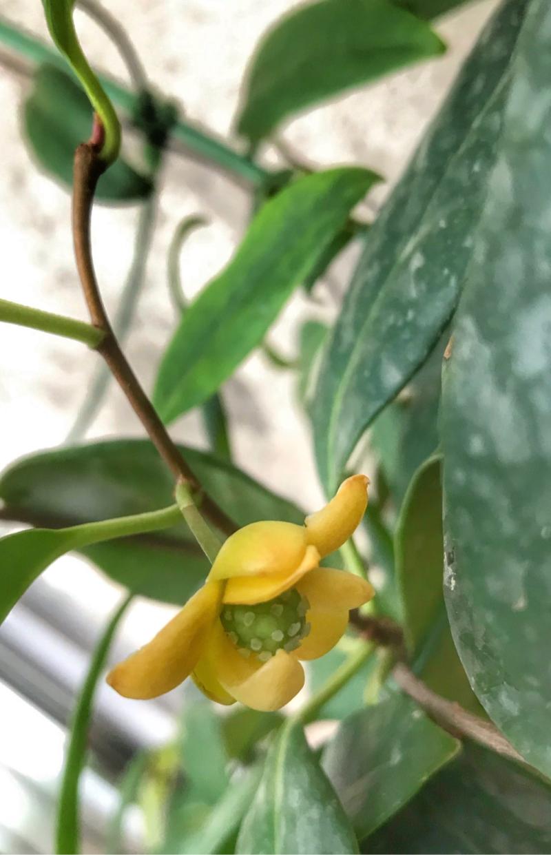 我盆栽的黑老虎怎么8月了才开花结果,而且花还是黄色的?