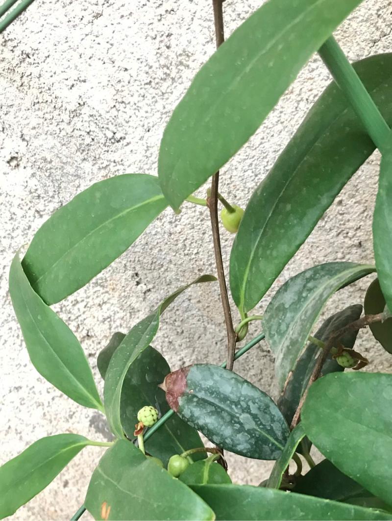 我盆栽的黑老虎怎么8月了才开花结果,而且花还是黄色的?