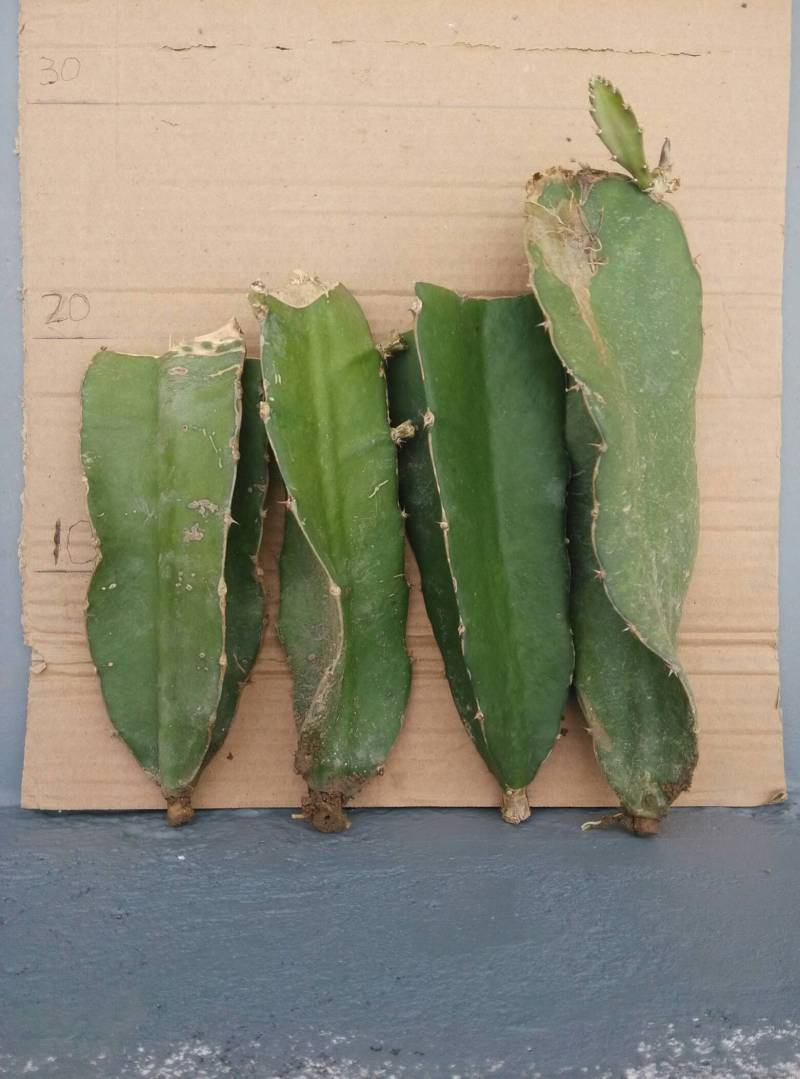 分享1份火龙果枝条. - 分享及交换专区 - 水果邦农人之家论坛