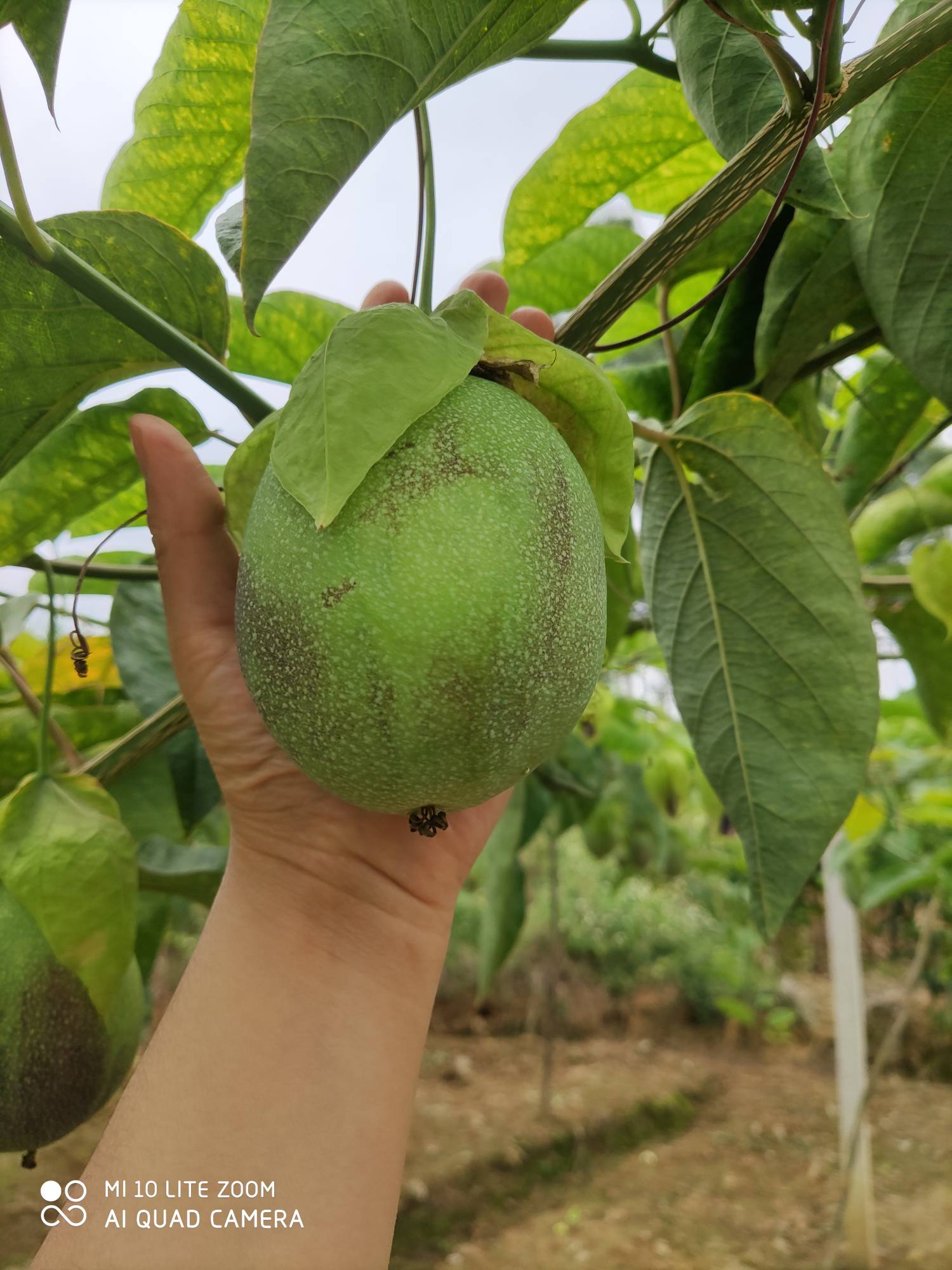 绿皮荔枝味畅通无阻