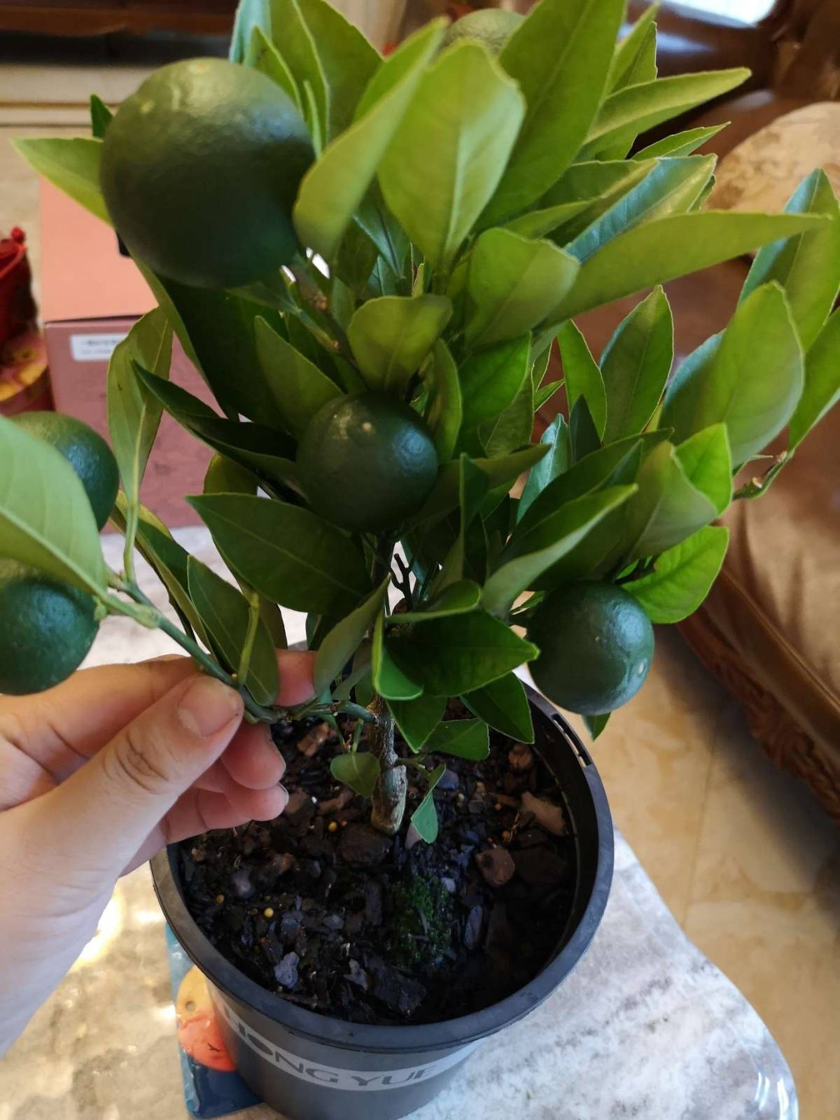 一加仑小盆栽由良蜜桔就这一颗独苗果了