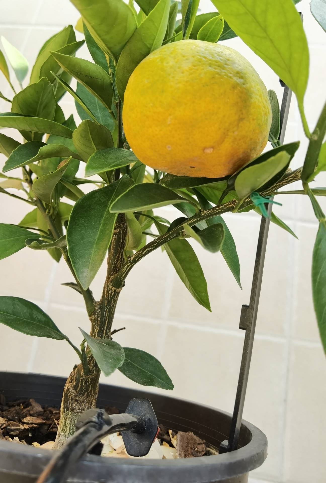 一加仑小盆栽由良蜜桔就这一颗独苗果了
