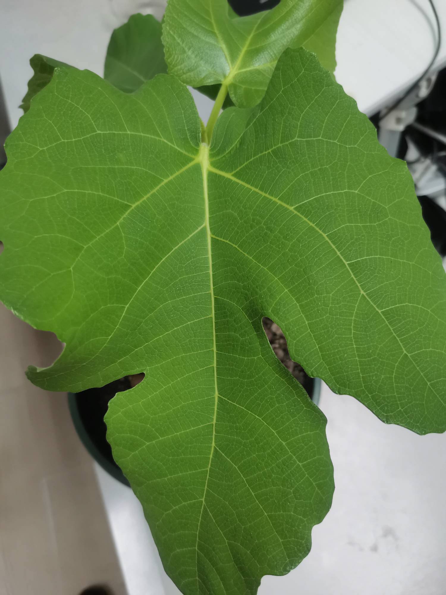 日紫叶子这样正常吗? - 无花果论坛 - 水果邦农人之家