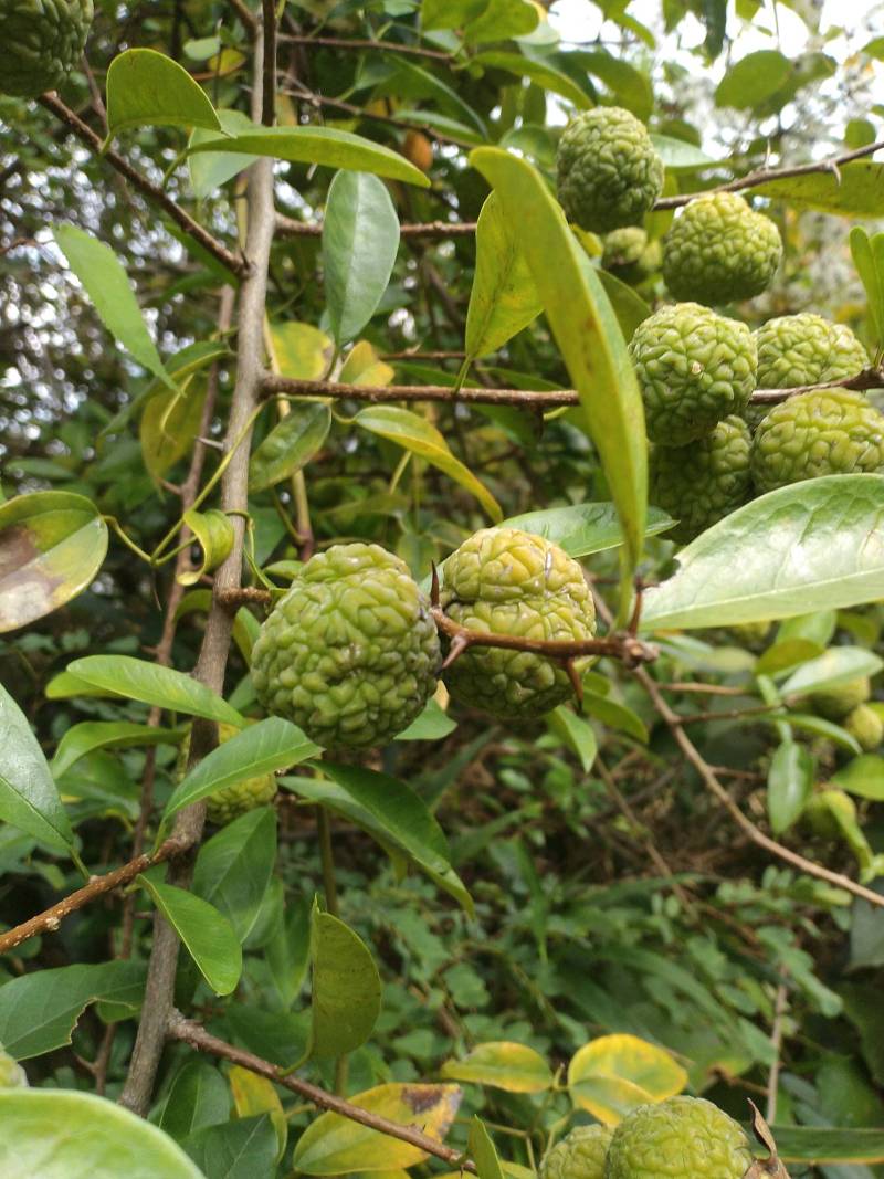 这是野生番荔枝吗 - 番荔枝(释迦) - 水果邦农人之家论坛