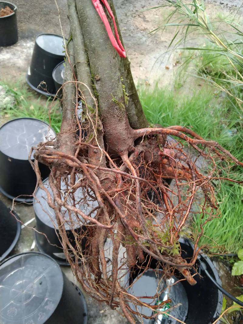 锥栗苗到货先种盆里面