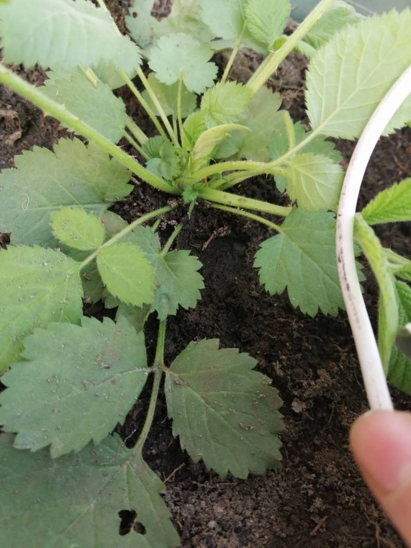 实生的秋萍树莓