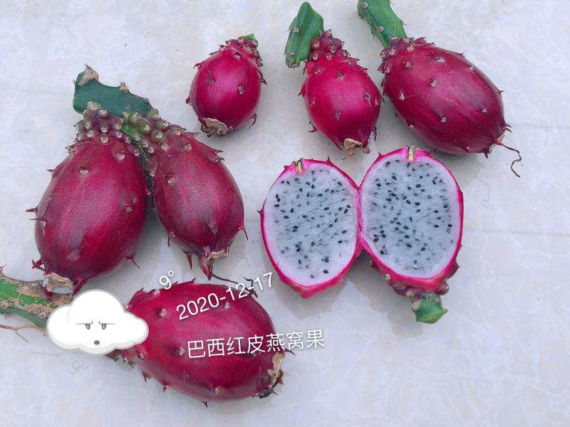 2020年最后的巴西红皮燕窝果130火龙果