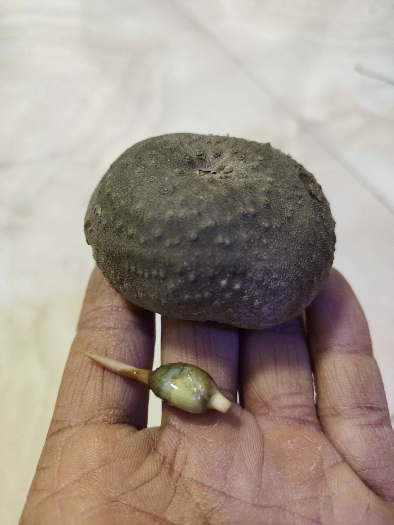 分享一份 分享一份重瓣花慈姑和宇宙薯