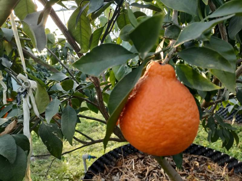 红美人大棚设施容器栽培