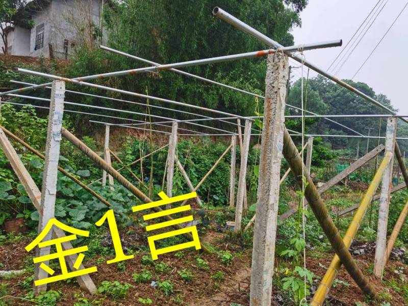 家庭小果园------猕猴桃