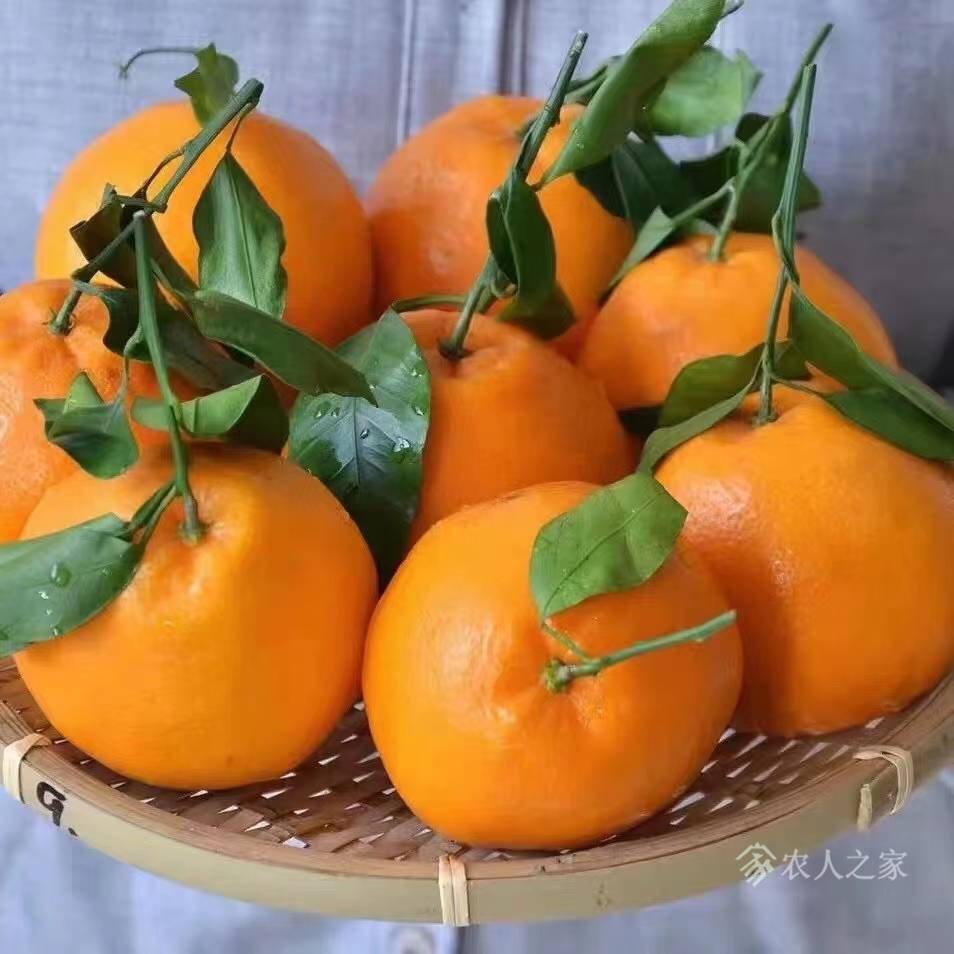 耙耙柑冻伤能恢复吗(耙耙柑果子冻伤了怎么办) 耙耙柑冻伤能恢复吗(耙耙柑果子冻伤了怎么办)