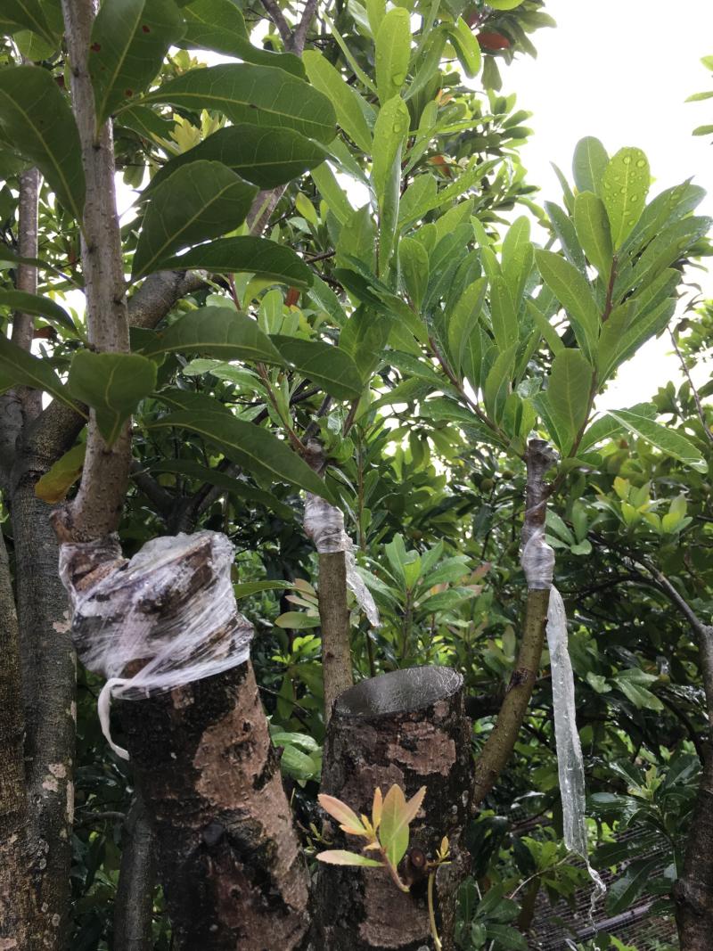 硬丝软丝杨梅高接嫁接结果记录