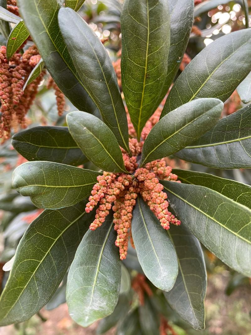 杨梅雄株授粉树盛花期记录