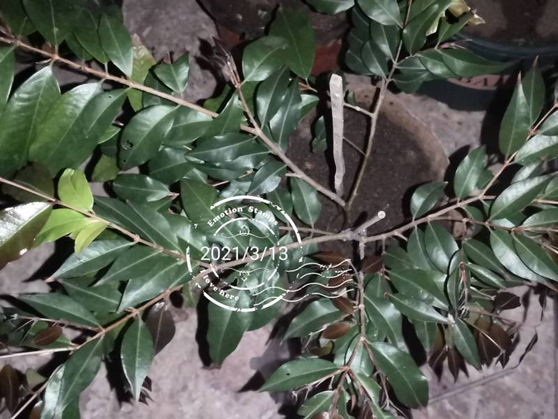 紫芽皇冠嘉宝 - 嘉宝果家族 - 水果邦农人之家