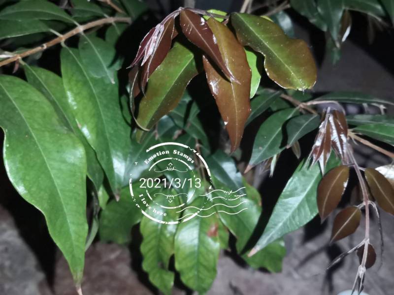 紫芽皇冠嘉宝 - 嘉宝果家族 - 水果邦农人之家