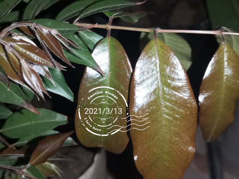 紫芽皇冠嘉宝 - 嘉宝果家族 - 水果邦农人之家