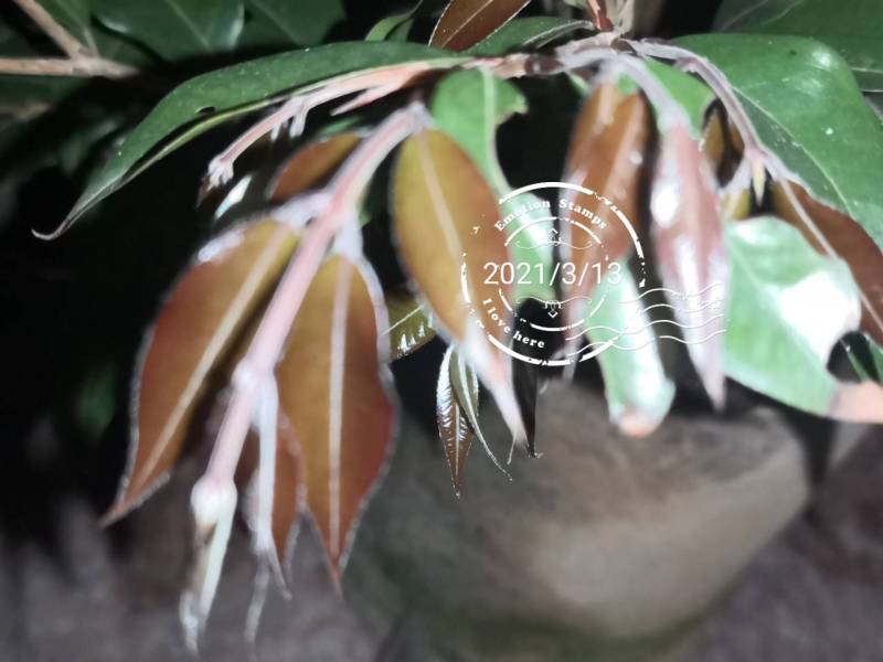 紫芽皇冠嘉宝 - 嘉宝果家族 - 水果邦农人之家