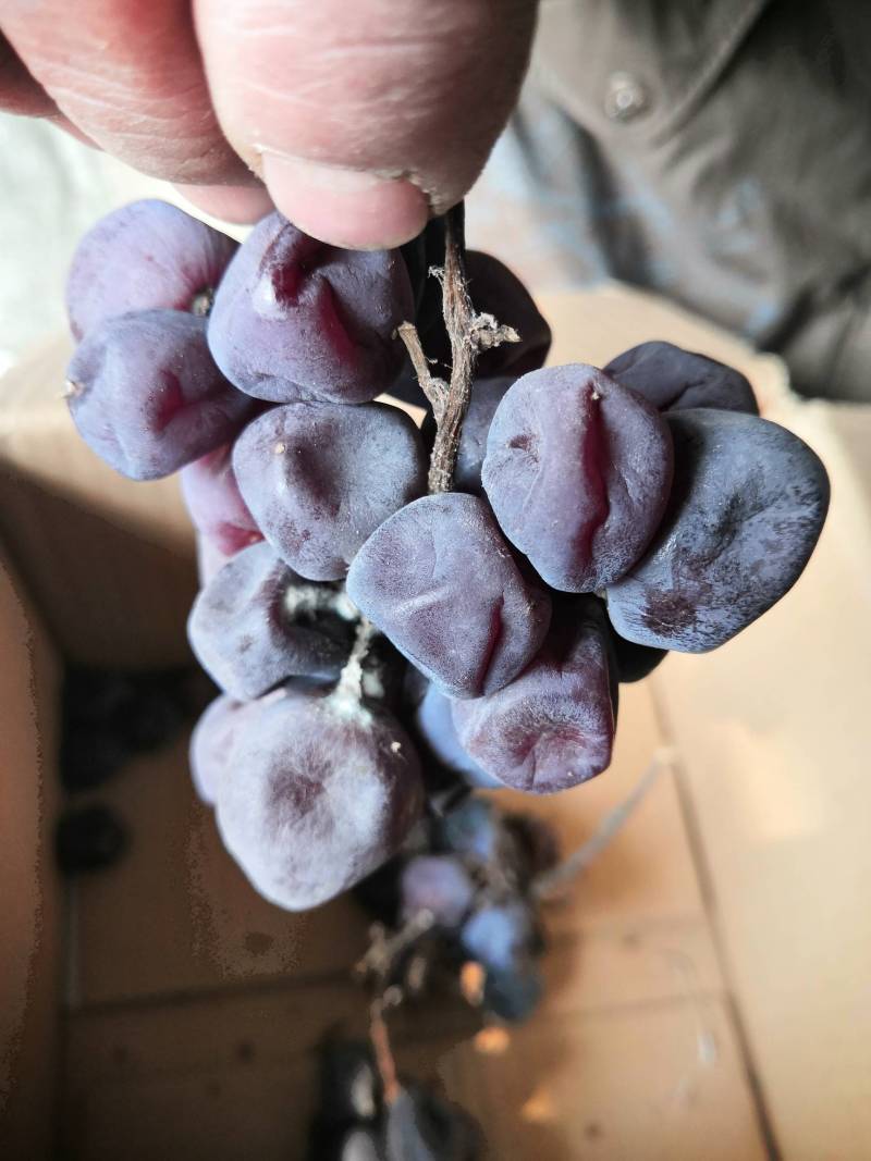 自然存放的三泽系红伊豆芽变二次果 - 葡萄论坛 - 水果邦农人之家