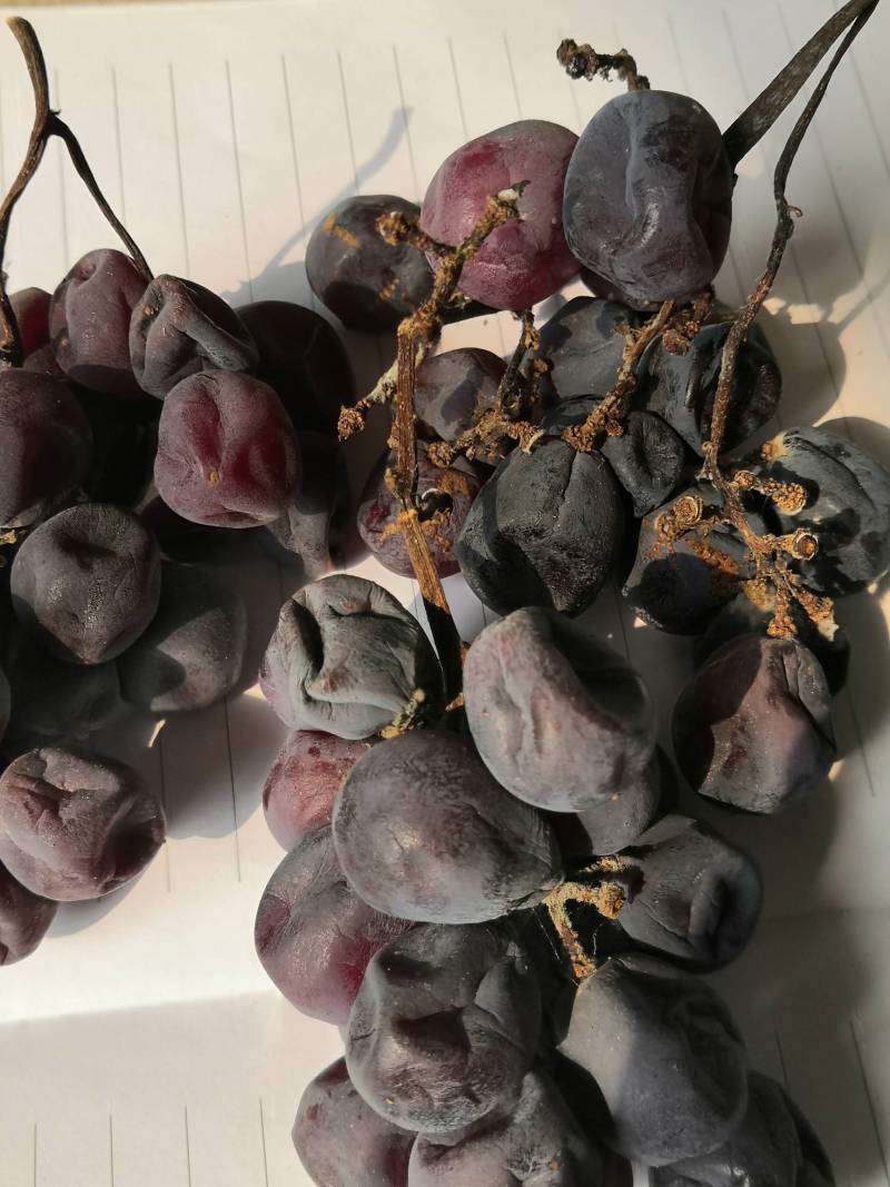 自然存放的三泽系红伊豆芽变二次果 - 葡萄论坛 - 水果邦农人之家