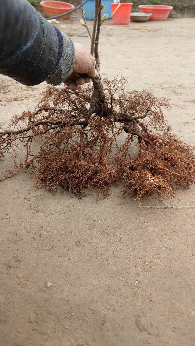 猕猴桃根系生长方向