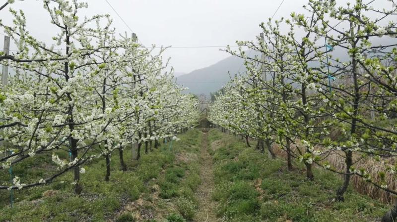 李树主干型我看行