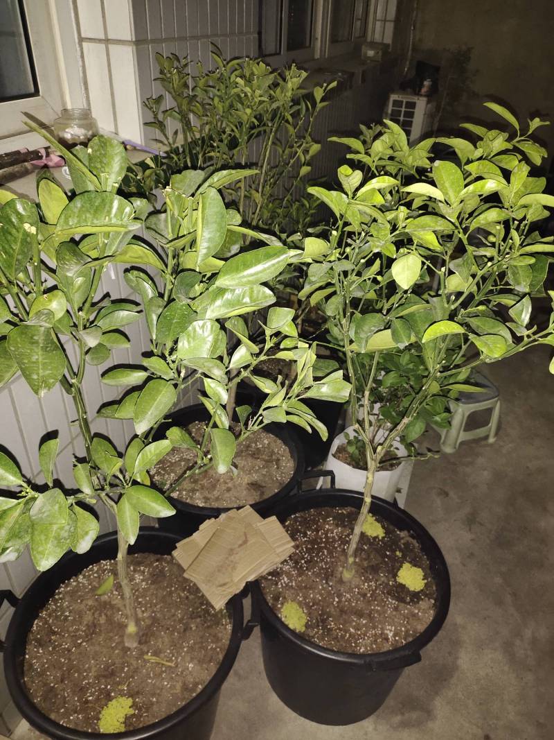 盆栽橘子春暖复苏啦 - 柑橘论坛 - 水果邦农人之家