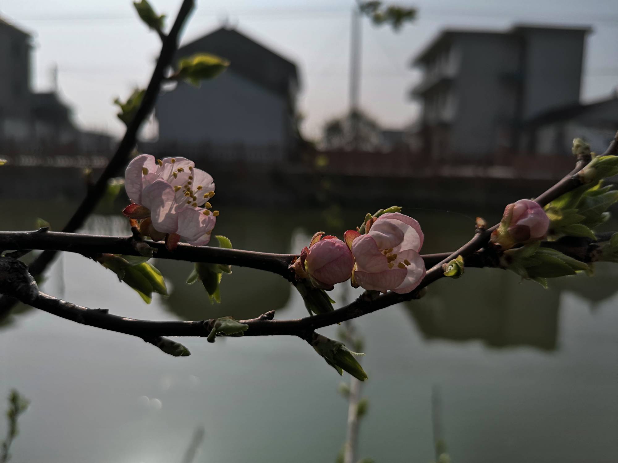 荷兰香蜜杏开花图片图片