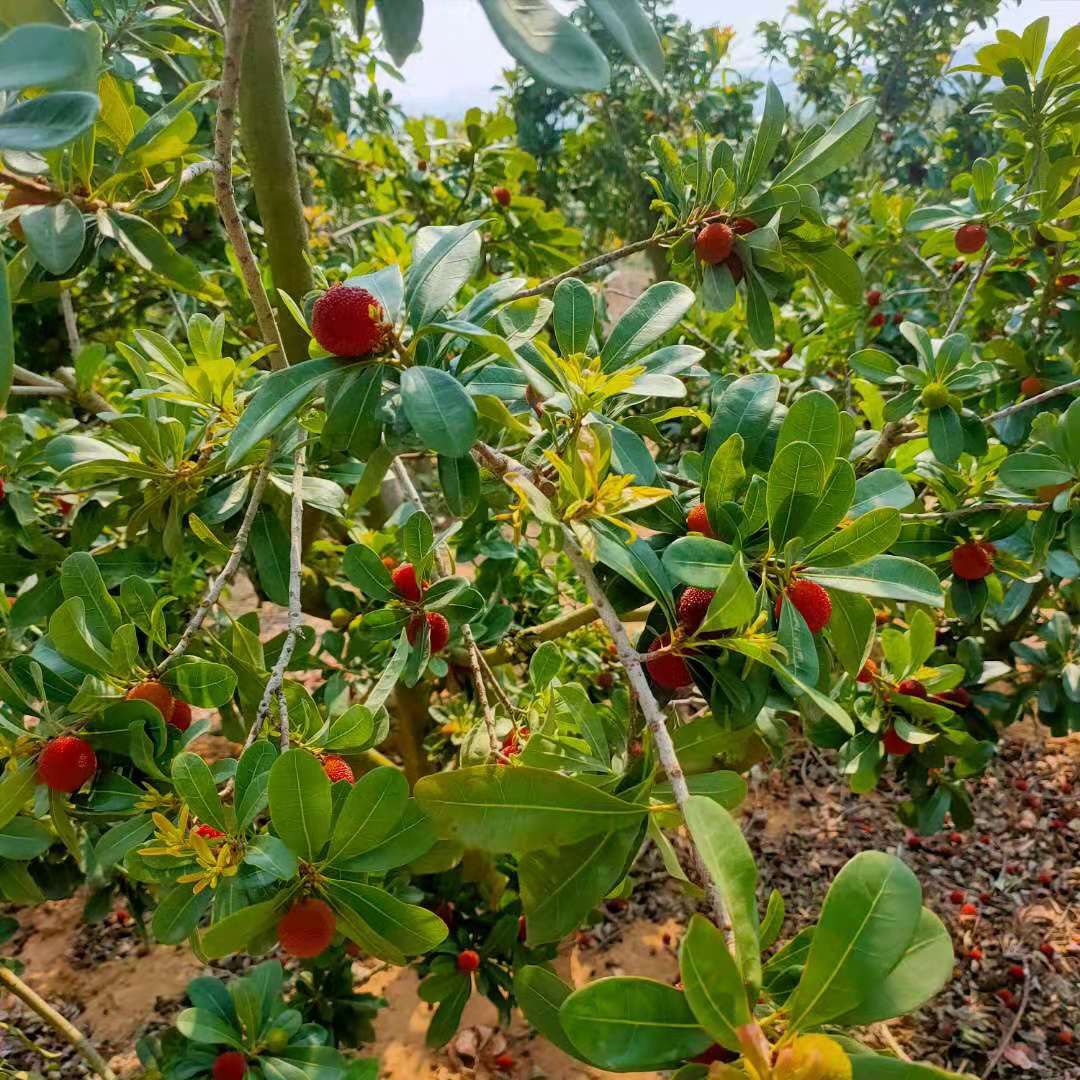 普早楊梅成熟果實葉片特徵