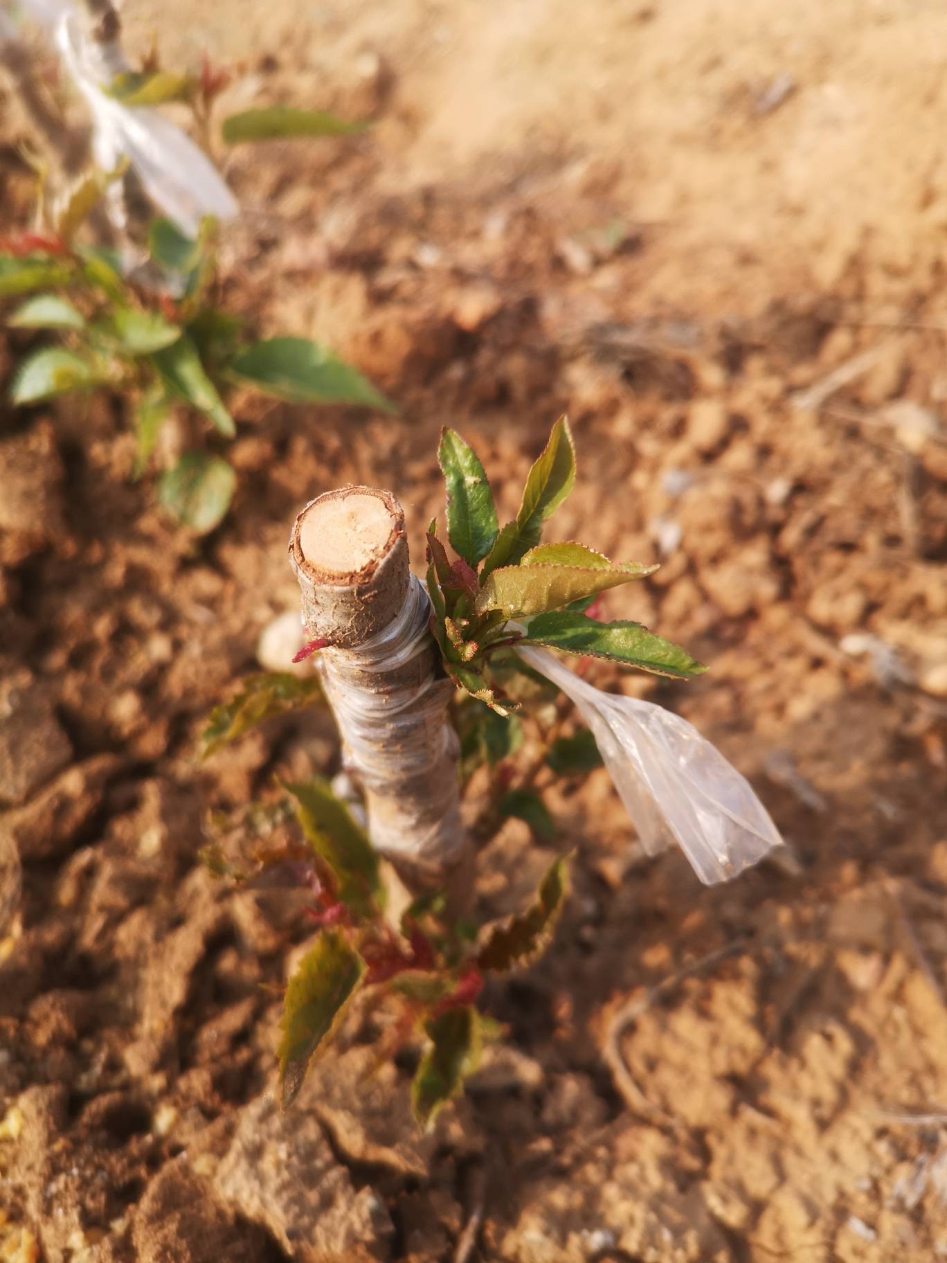 五叔家今年嫁接的樱桃发芽了