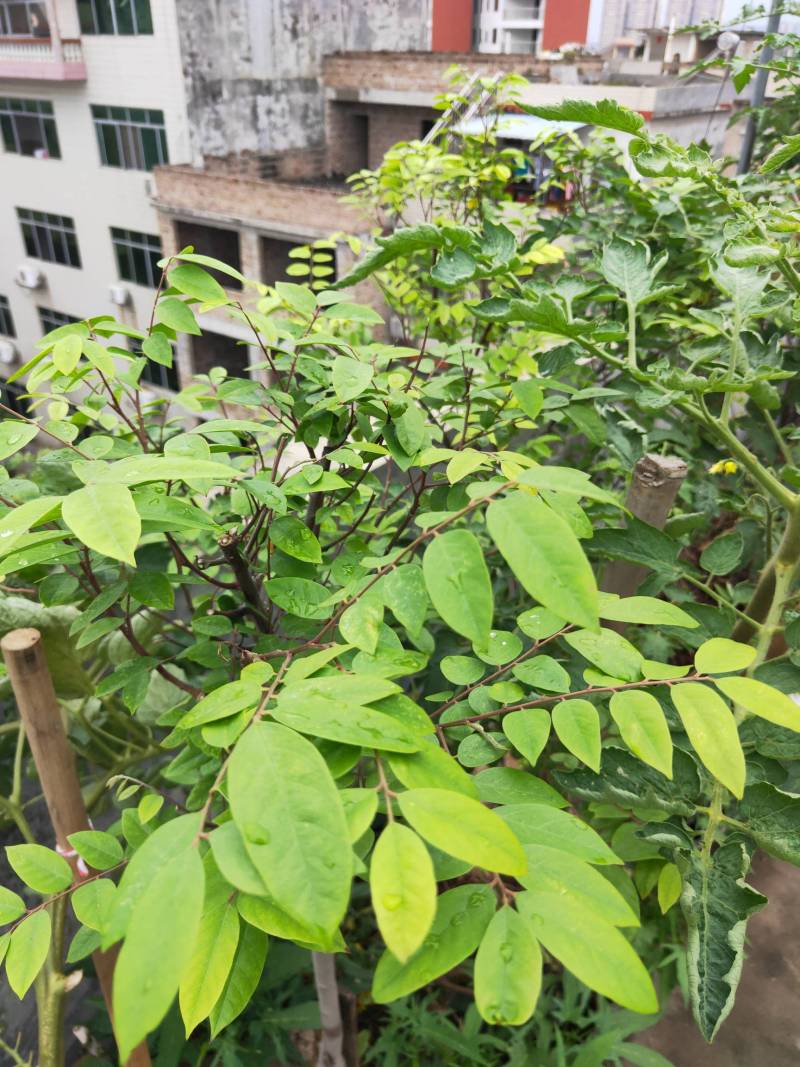 杨桃237 - 杨桃论坛 - 水果邦农人之家