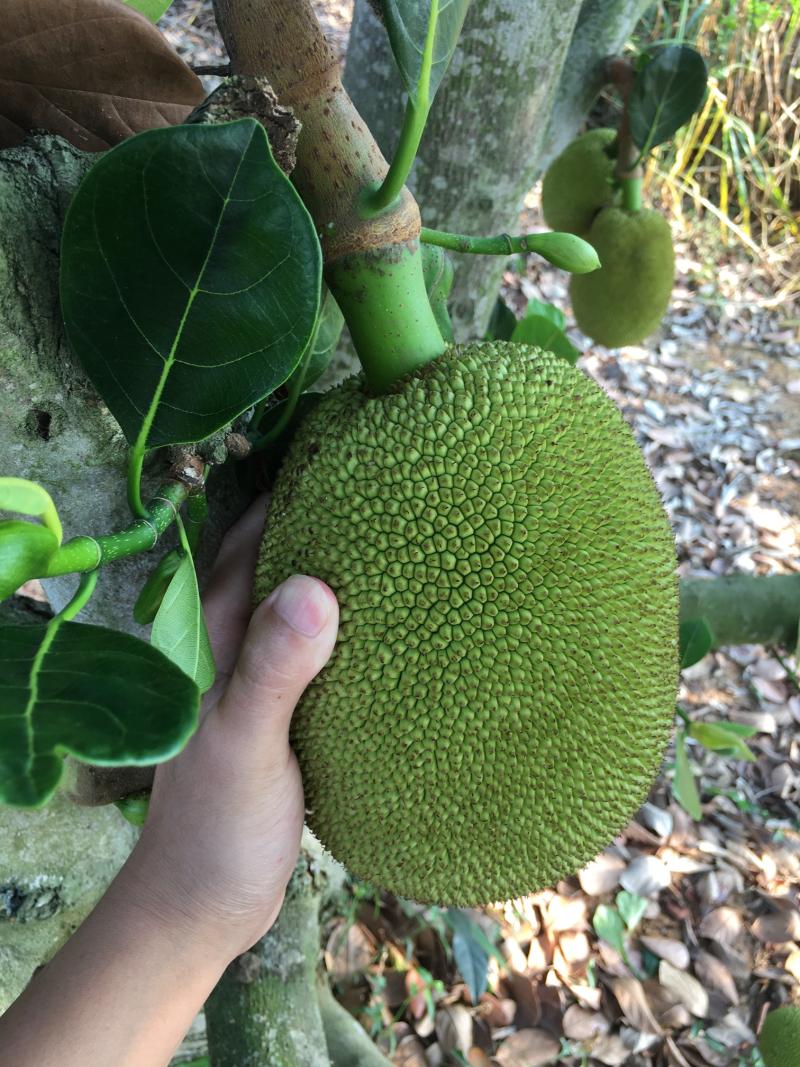 化州常有无胶菠萝蜜