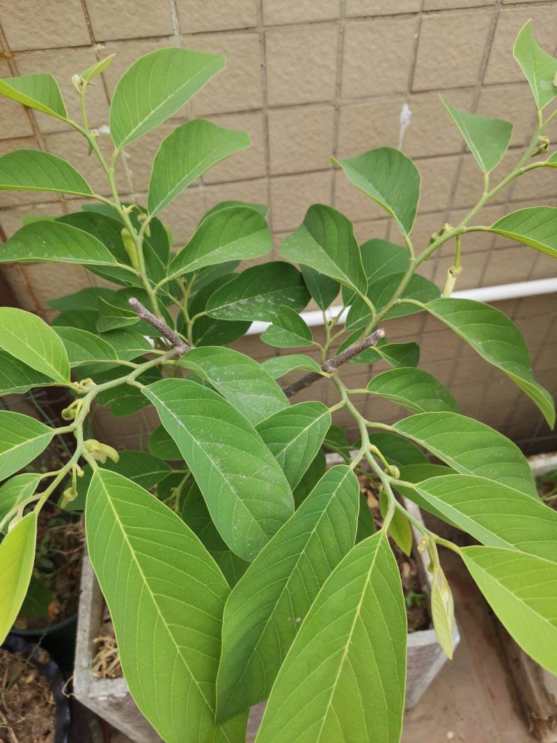 小树一棵,果应该挂住了吧,期待食果时刻 - 番荔枝(释迦) - 水果邦农人