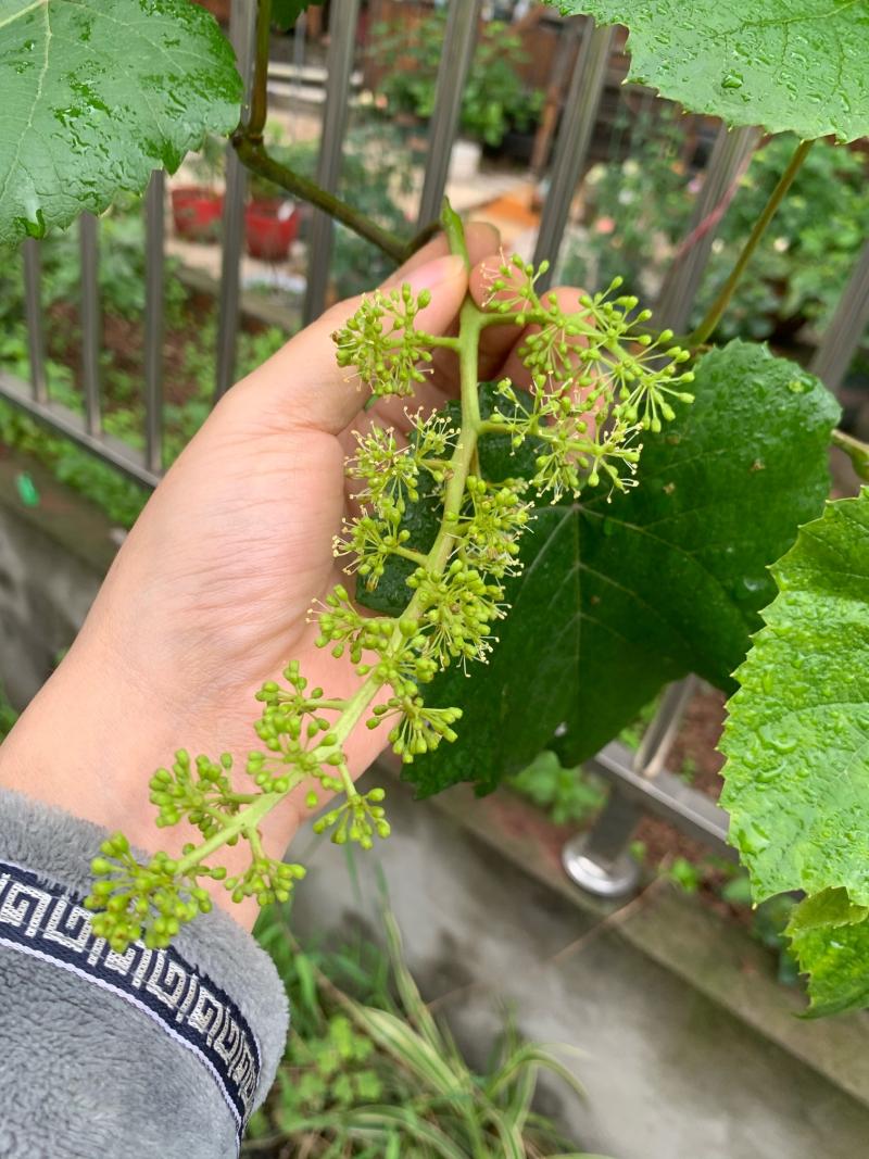 拉不拉花的区别 - 葡萄论坛 - 水果邦农人之家