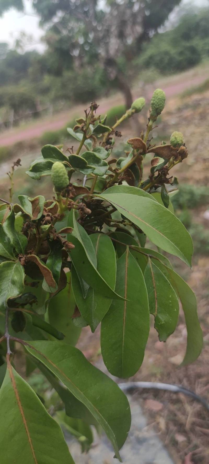 荔枝叶为什么卷,还特厚