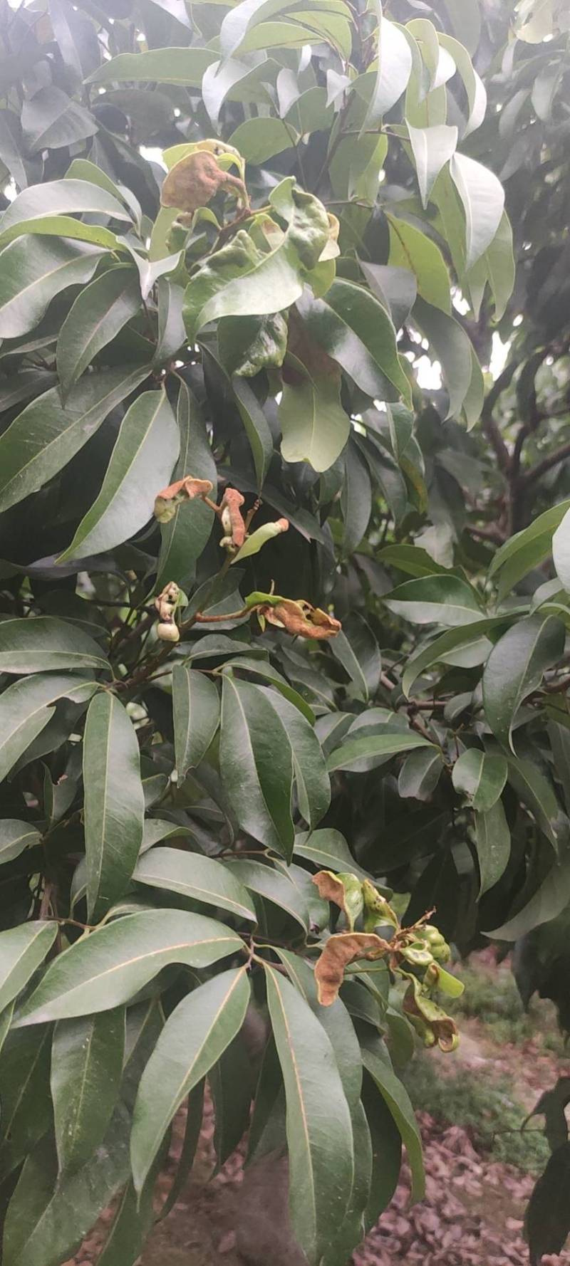 荔枝叶为什么卷,还特厚