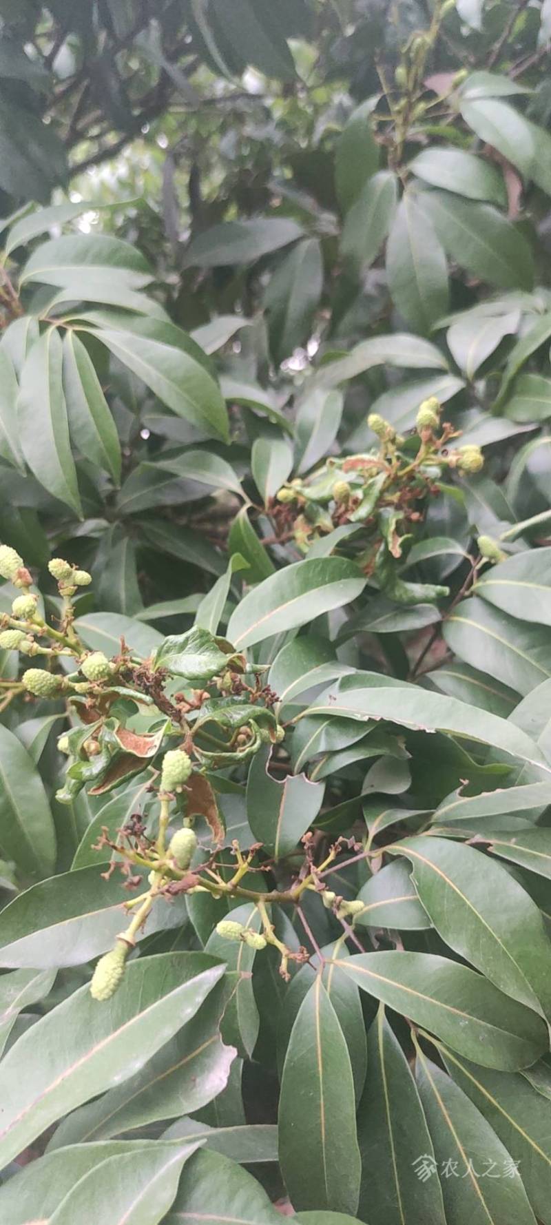 荔枝树的叶子,荔枝树(第3页)_大山谷图库