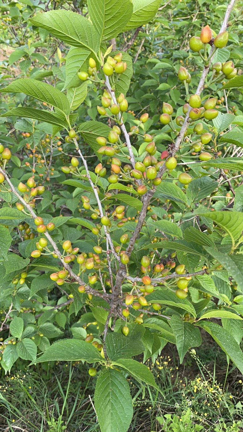 中华小樱桃还有十天左右成熟