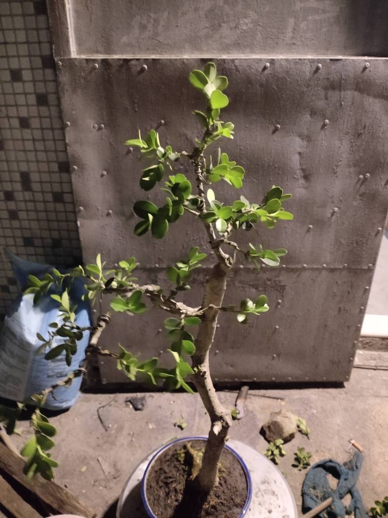 白皮瓜子黄杨文人