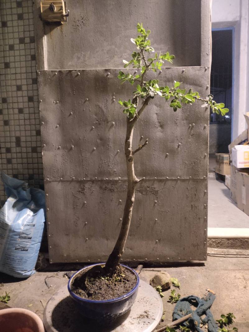 白皮瓜子黄杨文人