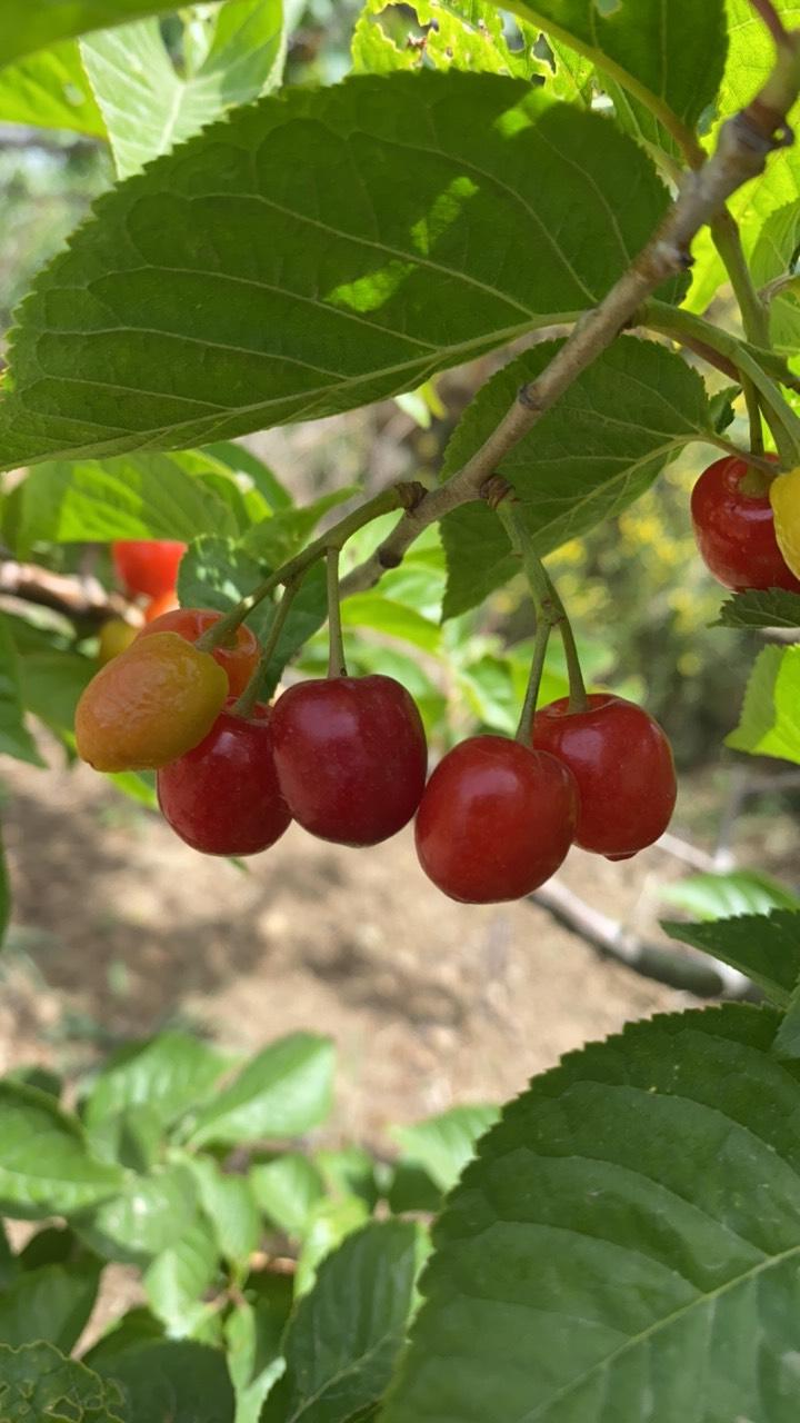 红妃与本地中华小樱桃中的一个品种对比