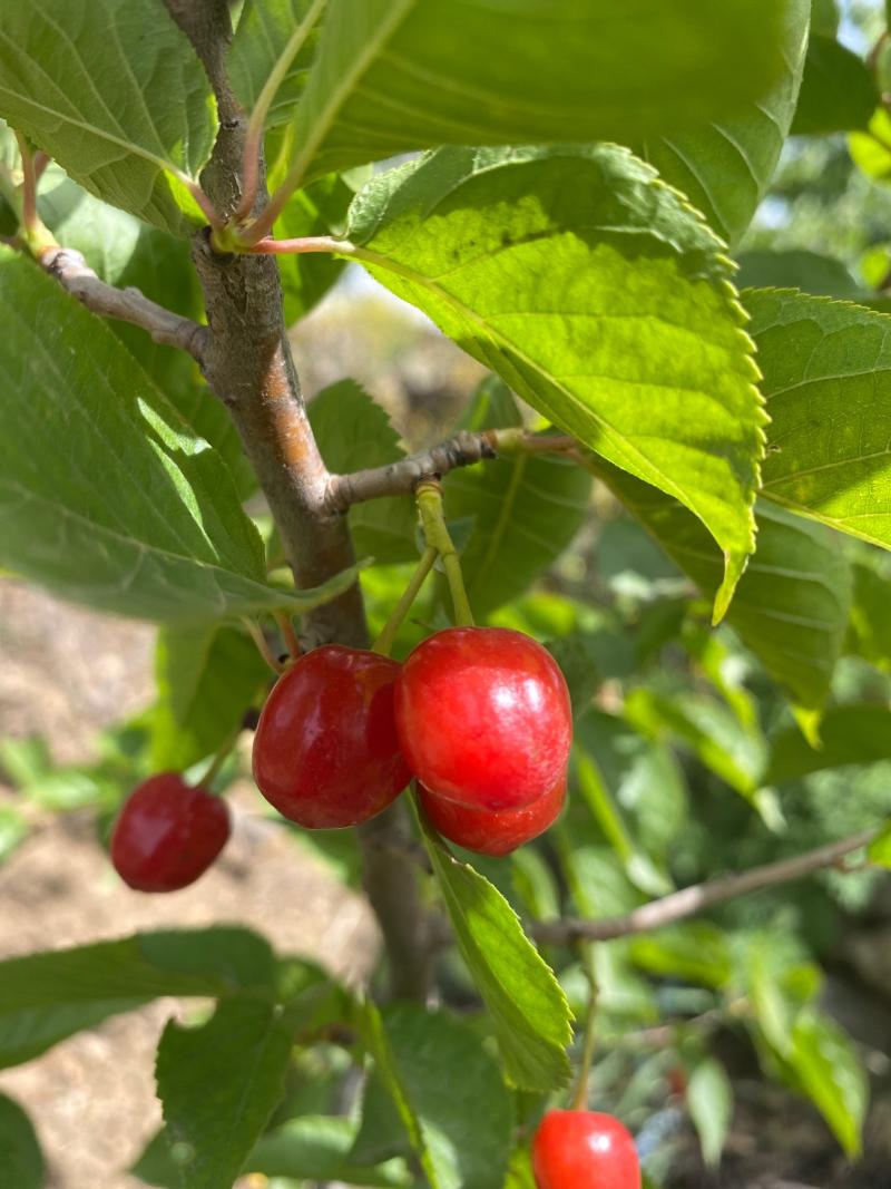 红妃与本地中华小樱桃中的一个品种对比